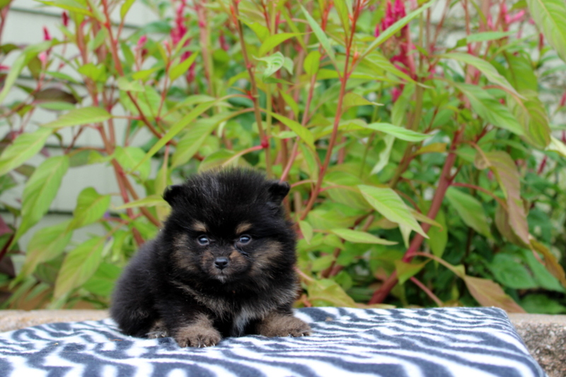 puppy, for, sale, Pomeranian, Matthew B. Stoltzfus, dog, breeder, Gap, PA, dog-breeder, puppy-for-sale, forsale, nearby, find, puppyfind, locator, puppylocator, aca